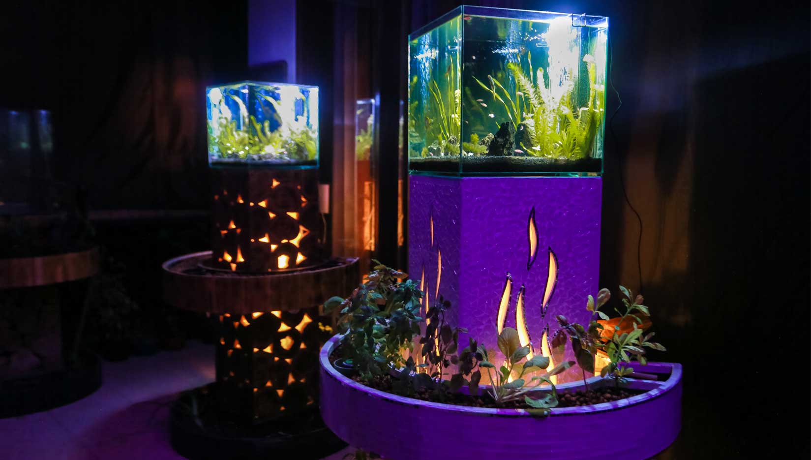 Indoor aquaponics concept combining growing plants and interior design